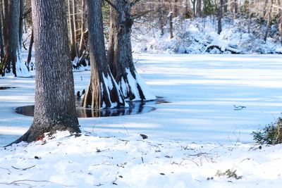 Bare trees on snow covered landscape