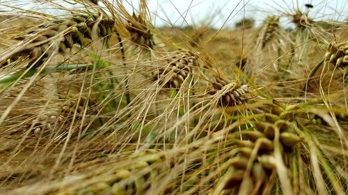 Close-up of wheat crops growing in farm