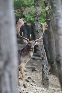 Deer in a forest