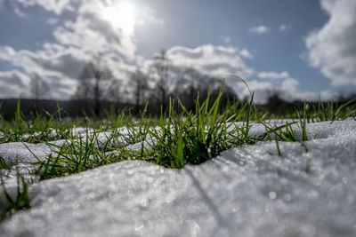 Surface level of grass on field against sky