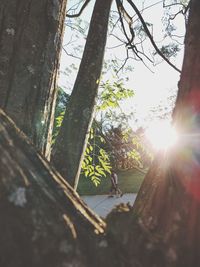 Sunlight streaming through trees on sunny day