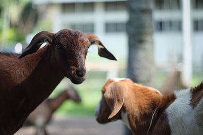 Close-up of goats at farm