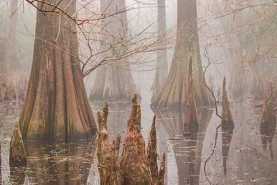 Foggy morning lake reflections of trees in the ponderosa walking park in spring, texas. 