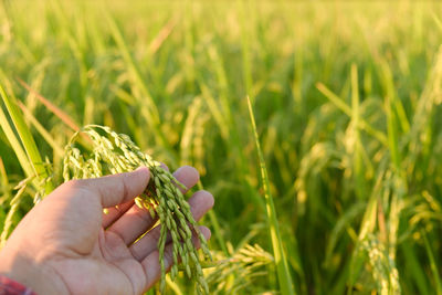 Cropped image of hand holding plant in field