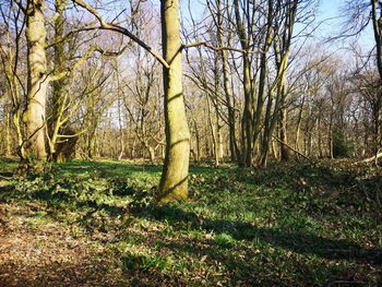 Trees in forest