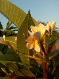 Close-up of yellow flowering plant against sky