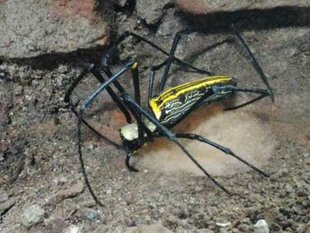 Close-up of insect on wall