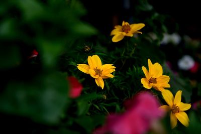 Close-up of yellow cosmos flowers blooming outdoors