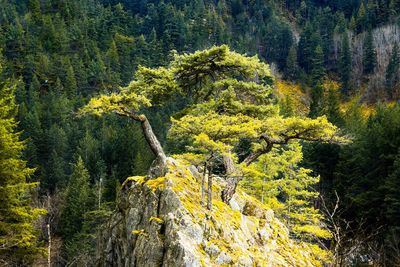 Pine trees in forest