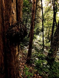 Trees in forest