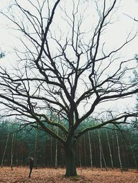 Bare trees on landscape