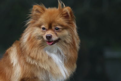 Close-up portrait of dog sticking out tongue against black background