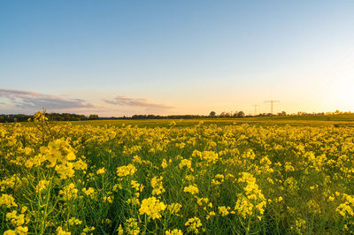 Scenic view of oilseed rape field against sky