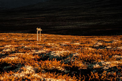 Scenic view of field