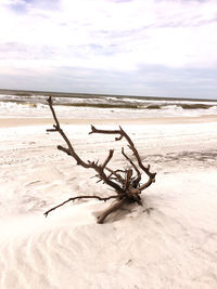 Driftwood on sand at beach against sky