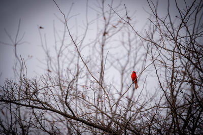 Bird perching on bare tree during winter