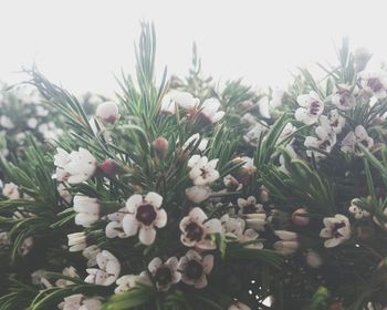 Close-up of white flowers
