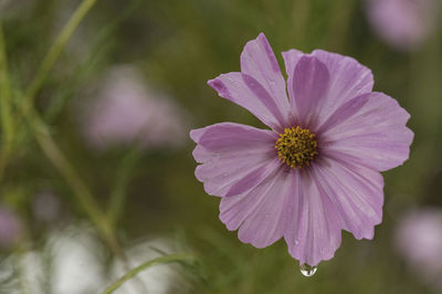 Close-up of pink flower