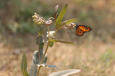 Close-up of insect on plant