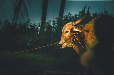 Close-up of bull on field against trees at dusk