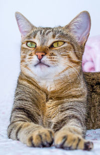 Close-up portrait of a cat
