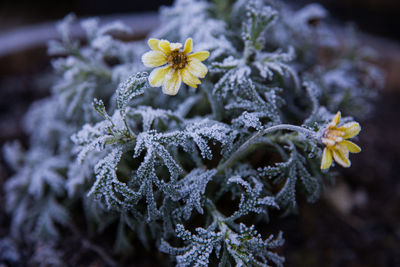 Close-up of flowers