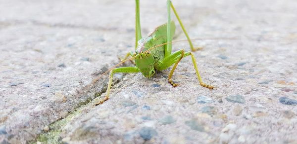 Close-up of insect