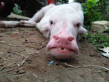 Close-up portrait of horse