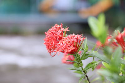 Close-up of red flowering plant