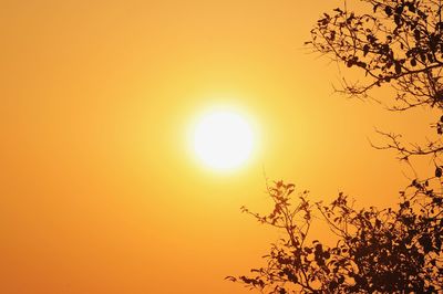 Low angle view of silhouette tree against orange sky