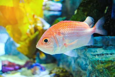 Close-up of fish swimming in sea