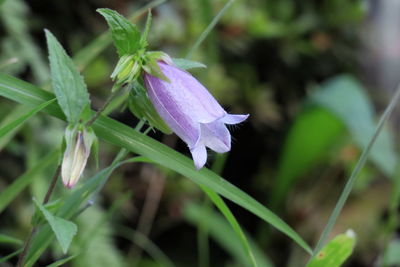 Close-up of purple flowers