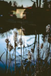 Close-up of flowering plants by lake against sky