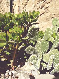 Close-up of prickly pear cactus