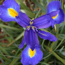 Close-up of purple flowers blooming