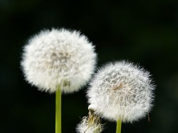 Close-up of white dandelion flower