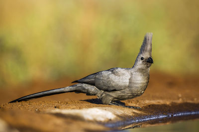 Close-up of bird perching on wood