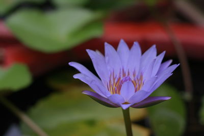 Close-up of purple water lily