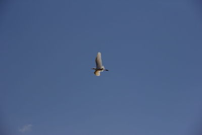 Low angle view of bird flying in sky