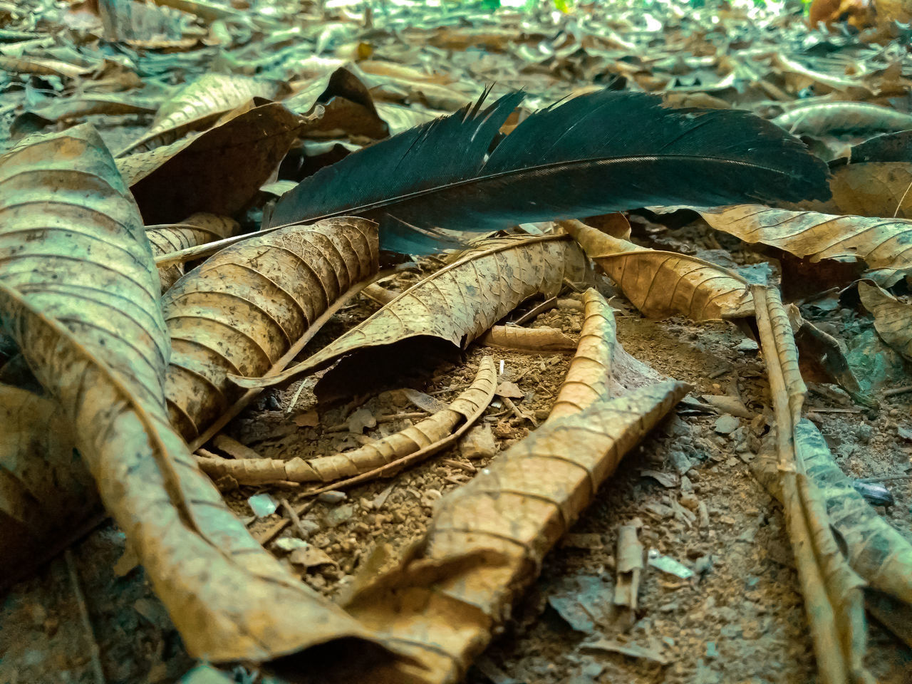 HIGH ANGLE VIEW OF DRIED LEAVES ON WOOD