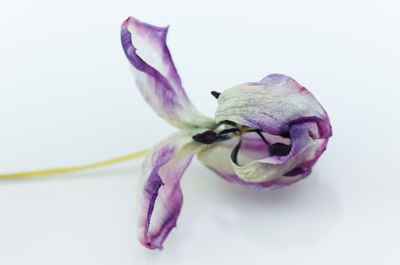 Close-up of purple wilted flower on white background
