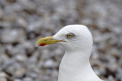 Close-up of seagull