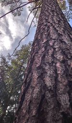 Low angle view of tree trunk