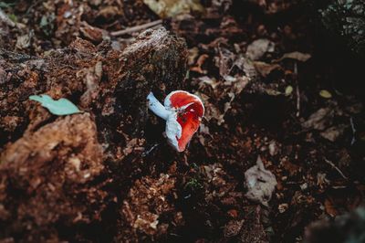 Close-up of mushroom on field