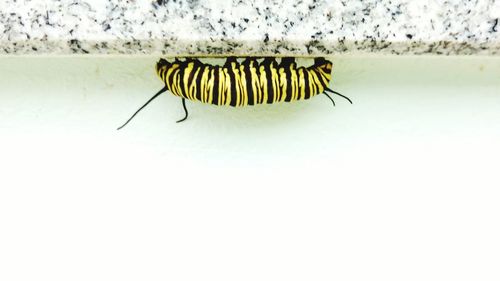 Close-up of insect over white background