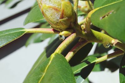 Close-up of fruit on plant