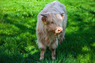 Close-up of cow on grassy field-scottish 