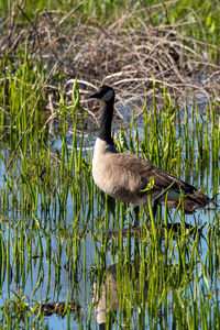 View of bird on lakeshore