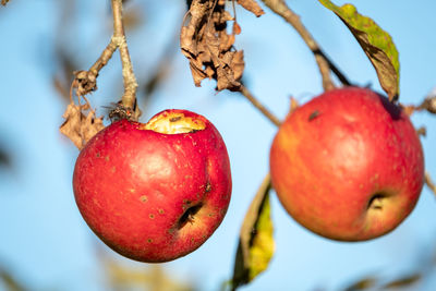 Close-up of apples on tree