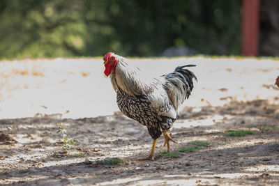 View of a bird on field